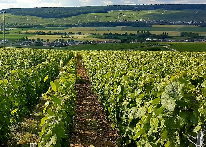 Le Cocon Appartement Proche Epernay Et Maisons De Champagne
