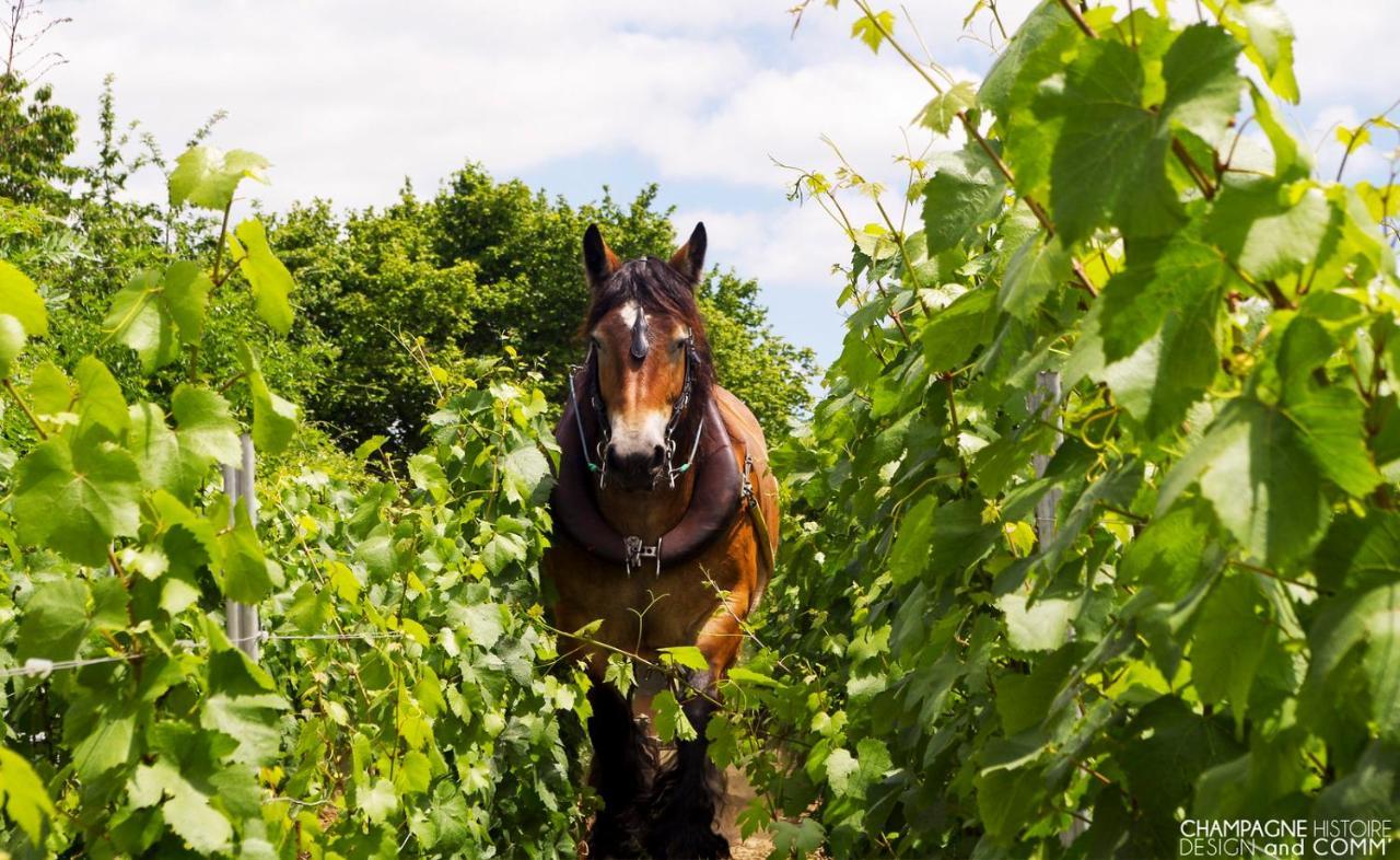 Le Cocon Proche Epernay Et Maisons De Champagne *